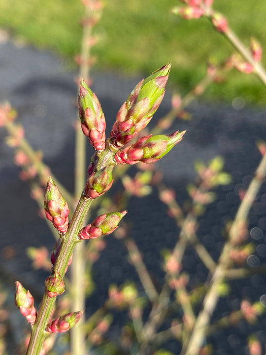 Euonymus alatus 'Compactus'