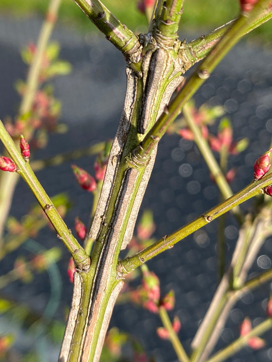 Euonymus alatus 'Compactus'