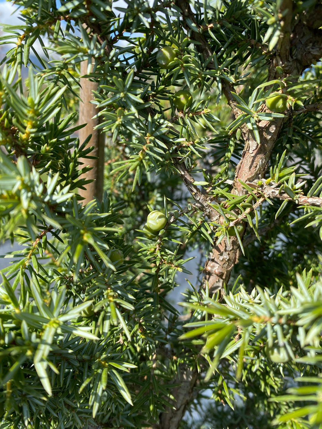 Juniperus communis 'Wallis'