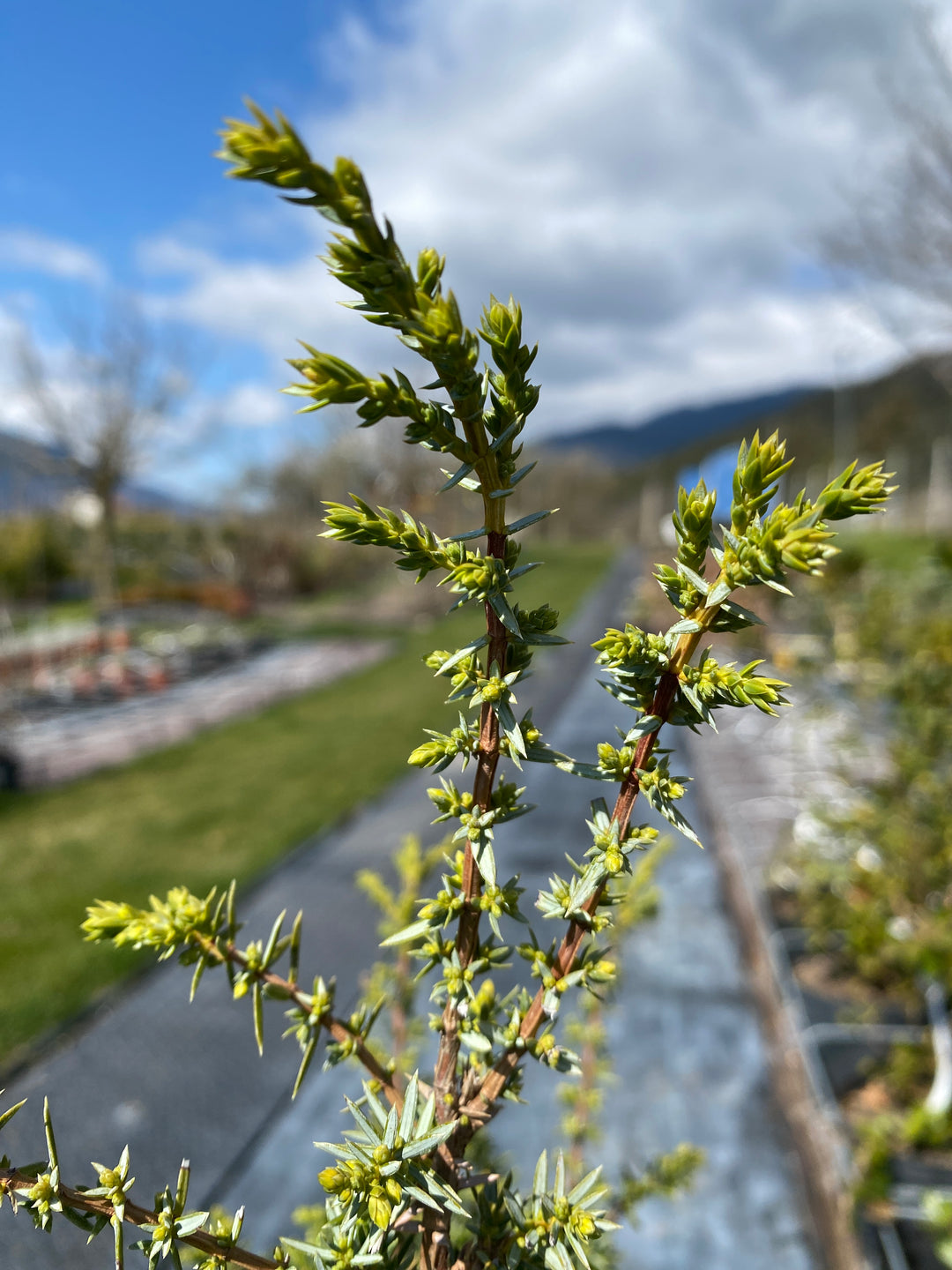 Juniperus communis 'Wallis'