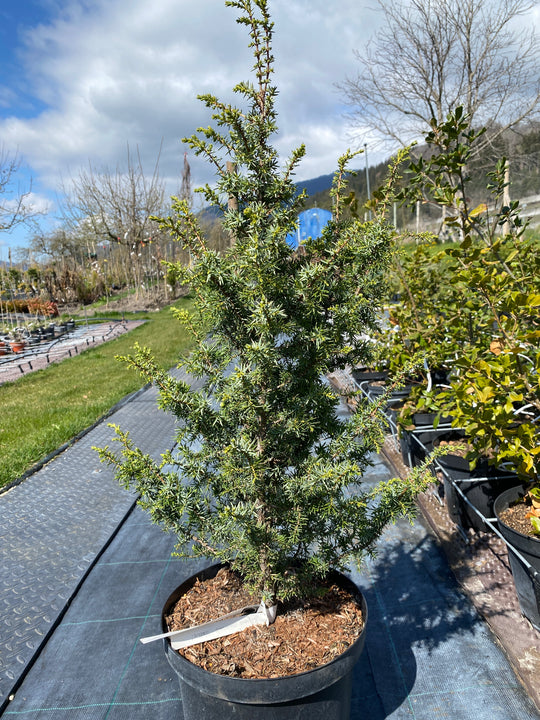 Juniperus communis 'Wallis'