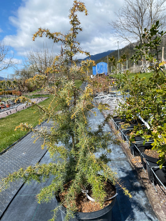 Juniperus communis 'Kalebap'