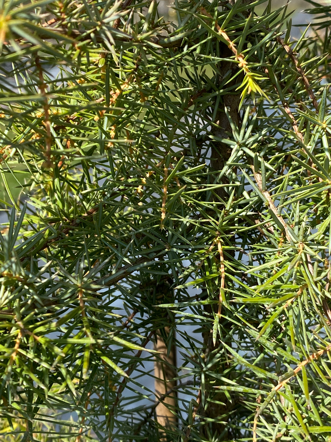 Juniperus communis 'Kalebap'