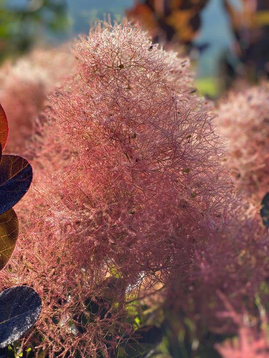 Cotinus coggygria 'Magical Torch'