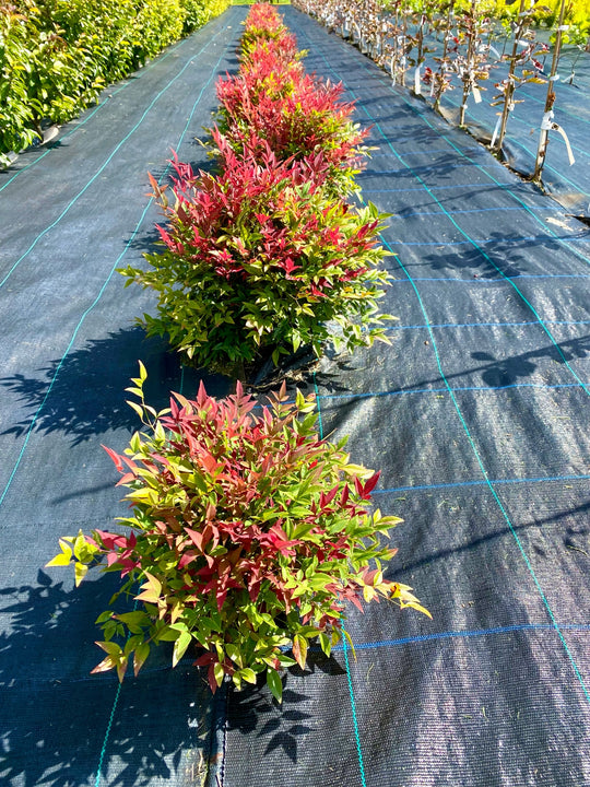 Nandina domestica 'Obsessed'