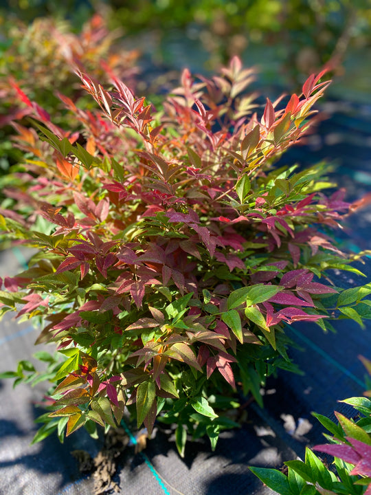 Nandina domestica 'Obsessed'