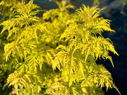 Sambucus racemosa 'Lemony Lace'