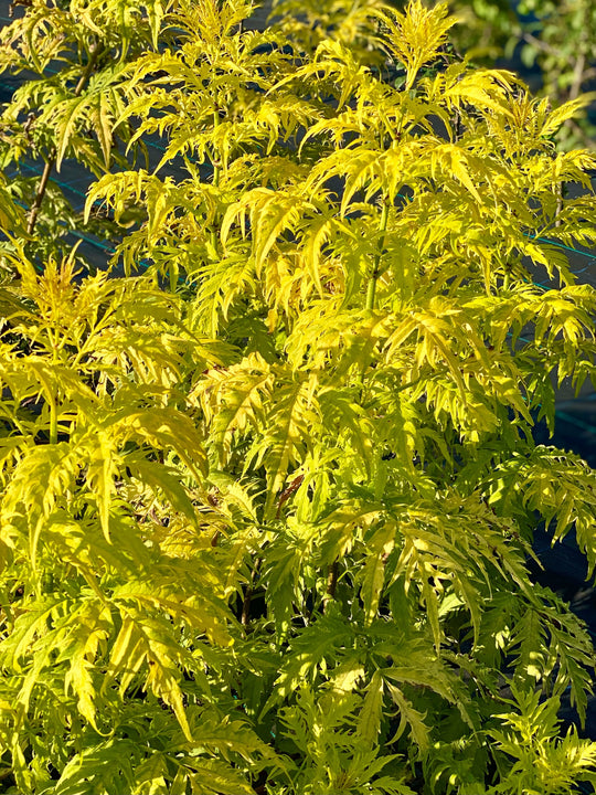 Sambucus racemosa 'Lemony Lace'